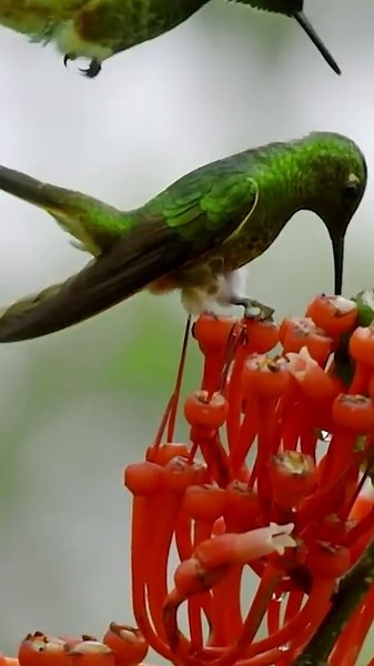 The Science Behind Becoming a Hummingbird Expert
