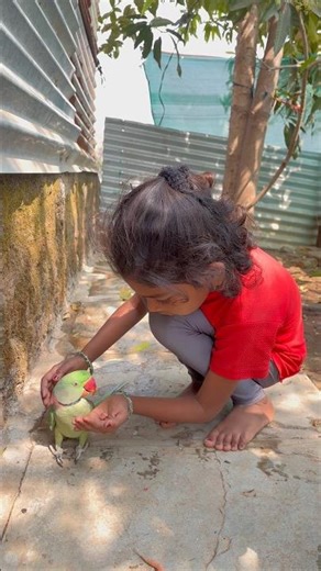 Parrot fiddling #shorts