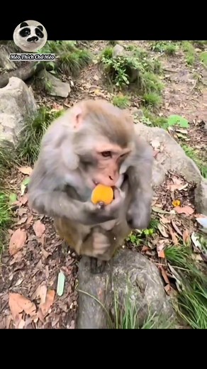 145K views · 4.7K reactions | Khỉ: Của cho k bằng cách cho nha con kia  #pet #thúcưng #fypシ #boss #reels #funny | Mèo Thích Chó Mèo | Facebook