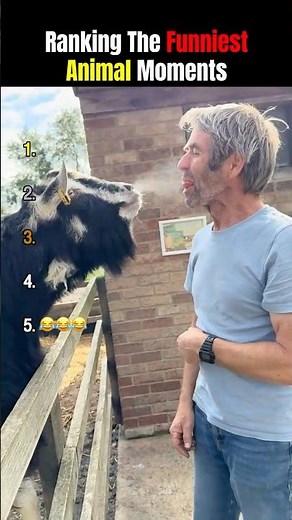 Ranking the Funniest Animal Moments #funny #monkeys #animallife