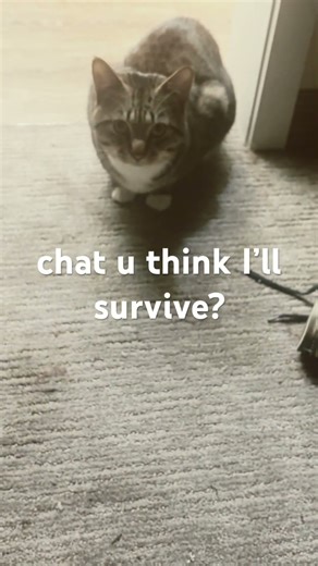 Will I survive? #comedy #funny #memes #cat #fypシ゚viral #fypシ #shortsfeed #trend