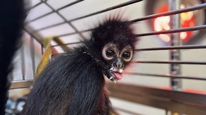 Primate pet ownership fuels a brutal industry. This bill could slow it down