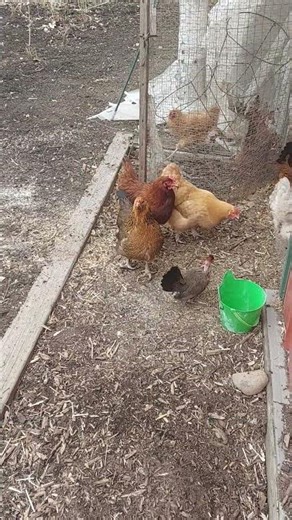 Chickens Rush Out Of The Run