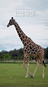 18K views · 87 reactions | En Ponderosa tenemos actividades para toda la familia ✨拾#ponderosaadventurepark | Ponderosa Adventure Park | Facebook