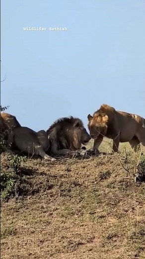 Olonkera is the most handsome and lovable brother I have ever seen. 5 brothers are scripting history