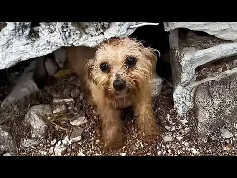 A stray dog lay crying and whining from the cold, when the impossible happened.