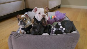 1.1K reactions · 248 shares | 閭 We have a 'Paws-itively' heart-warming marathon of The Wizard of Paws coming your way!  Tune in tomorrow at 7 pm ET/4 pm PT on #BYUtv!  #WizardofPaws | BYUtv | Facebook