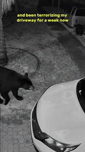 Fred the Bear: Episode 1 🐻 | Fred Waves Hello 👋 | Florida Wildlife Comedy