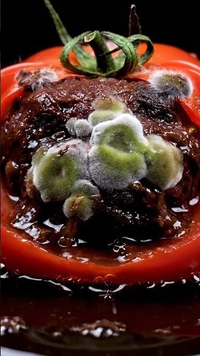 Watch This Tomato EXPLODE Into Mold in 8 Seconds