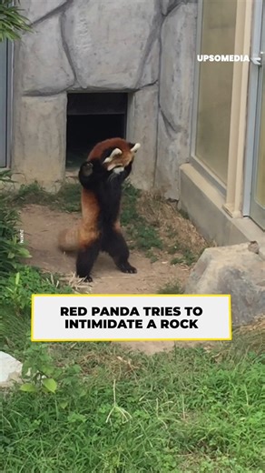 210K views · 2.7K reactions | The red panda struck his fighting pose and the opponent froze. | The Kiwi | Facebook