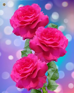 23K views · 10K reactions | Pink Roses | Roses | Facebook