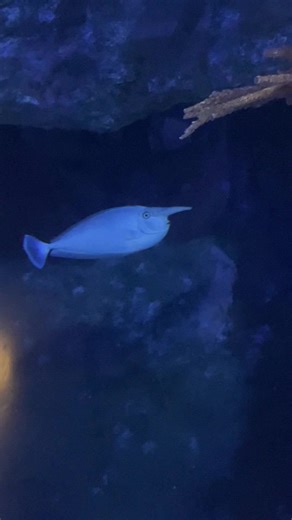 Exploring Gru's Creepiness in Despicable Me