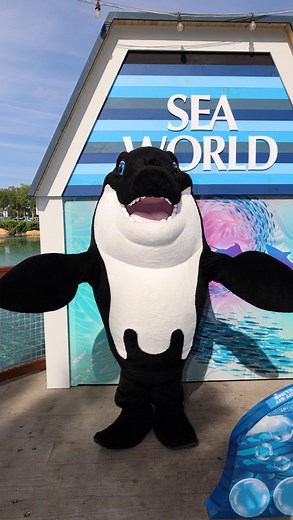 Character Travel Adventures on Instagram: "Shamu has returned to SeaWorld Orlando! Each day, one of the SeaWorld friends is now making appearances in the morning at the park entrance! Possible characters include: Shamu, Coral, Sydney, Shivers, Puck, and Flip! #SeaWorldOrlando #ShamuandCrew #ShamuandCrew #SeaWorld #SWO #SeaWorldParks #UnitedParksandResorts #SeaWorld60 #SeaWorld60thAnniversary #RareCharacters #Orca #OrcaWhale #RareCharacter"