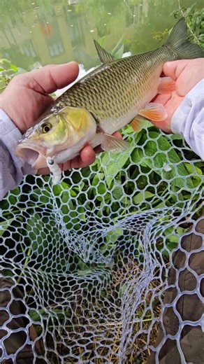 Gumele Harmony Baits - Produse de calitate pentru pescuitul la pastrav, biban sau clean