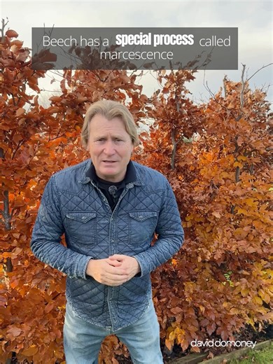 David Domoney on Instagram: "Here in my garden, I have this gorgeous copper beech hedge. It’s a real all-rounder giving privacy, helping absorb noise, and providing valuable winter habitat for British birds But it has another incredible ability: it changes colour with the seasons. Beech hedging offers rich green foliage through spring and summer, then transforms into warm copper tones in autumn and winter. This happens thanks to a fascinating process called marcescence. In simple terms, beech be
