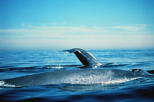 Blue whales lack the ability to avoid cargo ships, says Stanford biologist