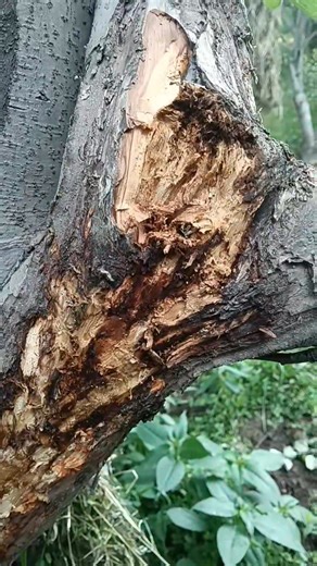 Canker Disease in Apple Trees: Identifying and Managing Tree Wounds...