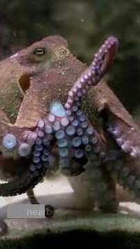 The Octopus That Can Disappear in Seconds