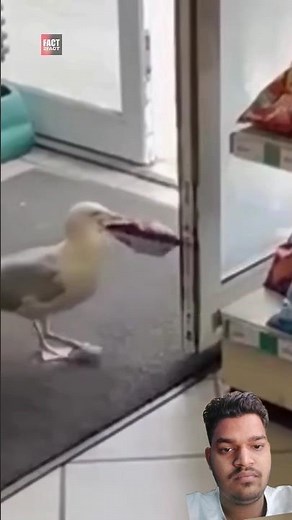 The seagull steals chips from the store.
