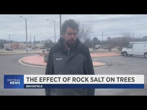 The Effect of Rock Salt on Trees