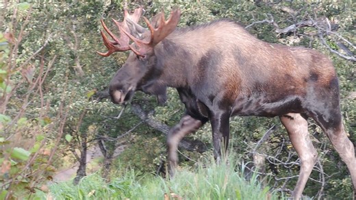 **SOUND ON** Watch this short video to learn when and how to report wildlife sightings. #alaskalife #wildlifesafety #alaska #Alaskaliving #wildlife | Alaska Department of Fish and Game - Official