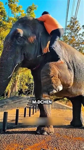 Die Freundlichkeit dieses sanften Riesen hat mich sprachlos gemacht ❤️ #Elefant #unglaublich