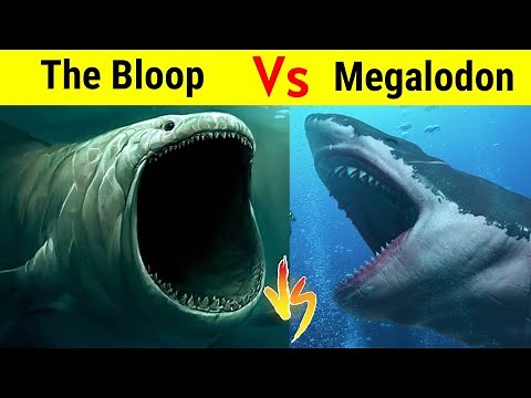 Bloop Vs Megalodon | क्या रहस्यमयी Bloop है समुन्द्र का असली बादशाह ?
