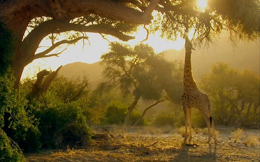 【纪录片】大自然的巨无霸【1080p】【双语特效字幕】【纪录片之家爱自然】