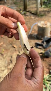 Mango seed | Plants Propagation