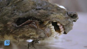 94K views · 351 reactions | Remote Siberia: Harsh conditions, punishing terrain, and a treasure trove of perfectly preserved ancient Ice Age specimens. Don't miss a special presentation of LOST BEASTS OF THE ICE AGE premiering Sunday, Feb. 24 at 8p ET on Science Channel an on SCIgo. | Science Channel | Facebook