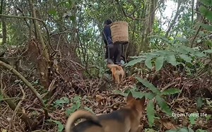 【Robert】回到森林去买瓜子种子，和狗一起聚会（EP119）_哔哩哔哩_bilibili