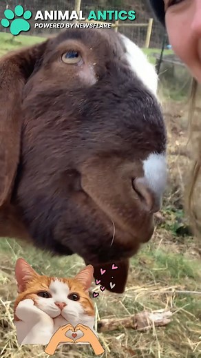 Goat's aren't just adorable they are also kind,caring & FLUFFY😍❤️ | Animal Antics