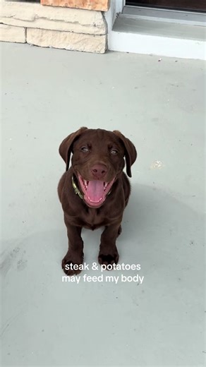 The Joy of a Chocolate Lab Puppy