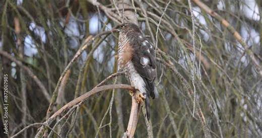 A two-year-old male Eurasian sparrow hawk on one of its hunting perches in its territory at first light on an autumn day