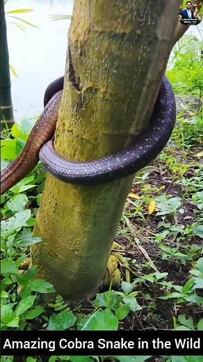 Amazing Cobra Snake in the Wild #snake #wildliferescue #cobra #wildlifeentertainment #wildlife