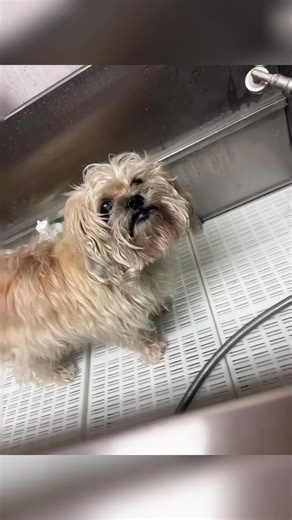 Welcome to an inside look at the salon!!✂️ #prettypaws #Granbury #grooming | Pretty Paws