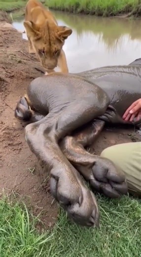 Lioness Stuck in Mud Trusts Human Guide 🦁 Emotional Rescue ❤️