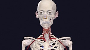 New 3D female anatomy model used to better treat women