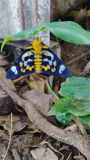 So Beautiful… Nature Never Fails 🦋✨