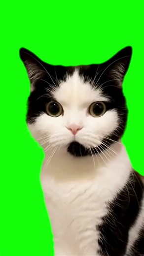 Cats Memes Green Screen Video