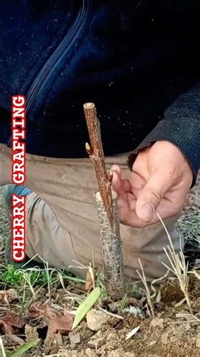ULTIMATE PRECISION! 🍒 CHERRY GRAFTING SECRETS FOR 100% SUCCESS ⚡ #SHORTS #GRAFTING #bushcraft