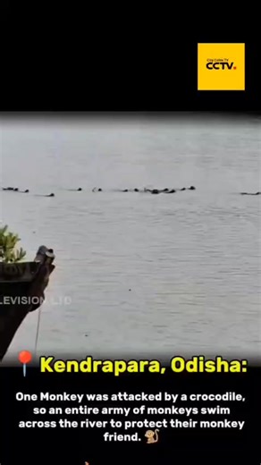 City Cable Tv (cctv):.in Kendrapara, Odisha | Nature's Unfiltered Lesson A crocodile attacked a single monkey in the river. What happened next was not panic - it was retaliation. An entire army of monkeys swam across the river to protect their own, showing unity, courage, and zero hesitation. No speeches. No slogans. Just action. This isn't just a wildlife moment. This is a reminder: touch one, face all. If animals can stand united in danger, what's stopping humans? #india #odisha #monkey #broth