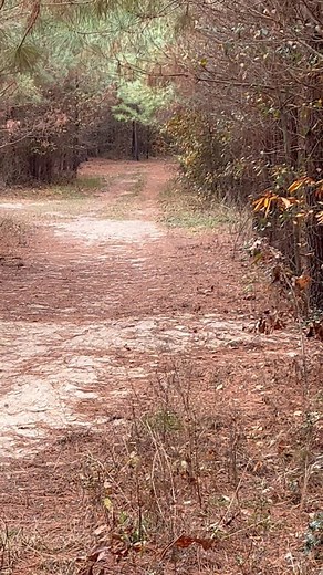 getting the puppies ready | Katie Lauren Henderson