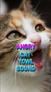 Angry Cat Yowl Sound Effects