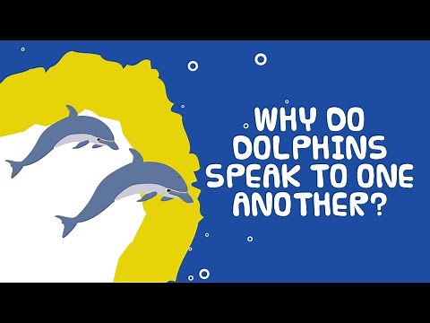 General Knowledge for Kids - How Do Dolphins Communicate?