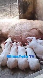 Various types of Pigs!