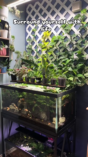 Creating a Vibrant Freshwater Aquarium