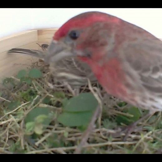 158K views · 2K reactions | Love in the Air: Watch House Finches Build a Nest #birds #bird #nature #birdsofinstagram #wildlife #birdphotography #naturephotography #wildlifephotography #photography #birdwatching #birdlovers #birding #animals #naturelovers #best #of #love #birdstagram #ig #parrots #photooftheday #captures #art #canon #aves #nikon #perfection #parrot #animal #birdlife | Bird world | Facebook