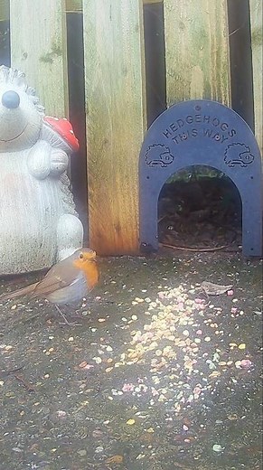 Beautiful little european robin redbreast bird