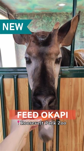 4K views · 69 reactions | Penguin & Okapi Encounters NEW✨ at Roosevelt Park Zoo  booking fee supports conservation  | Visit Minot | Facebook
